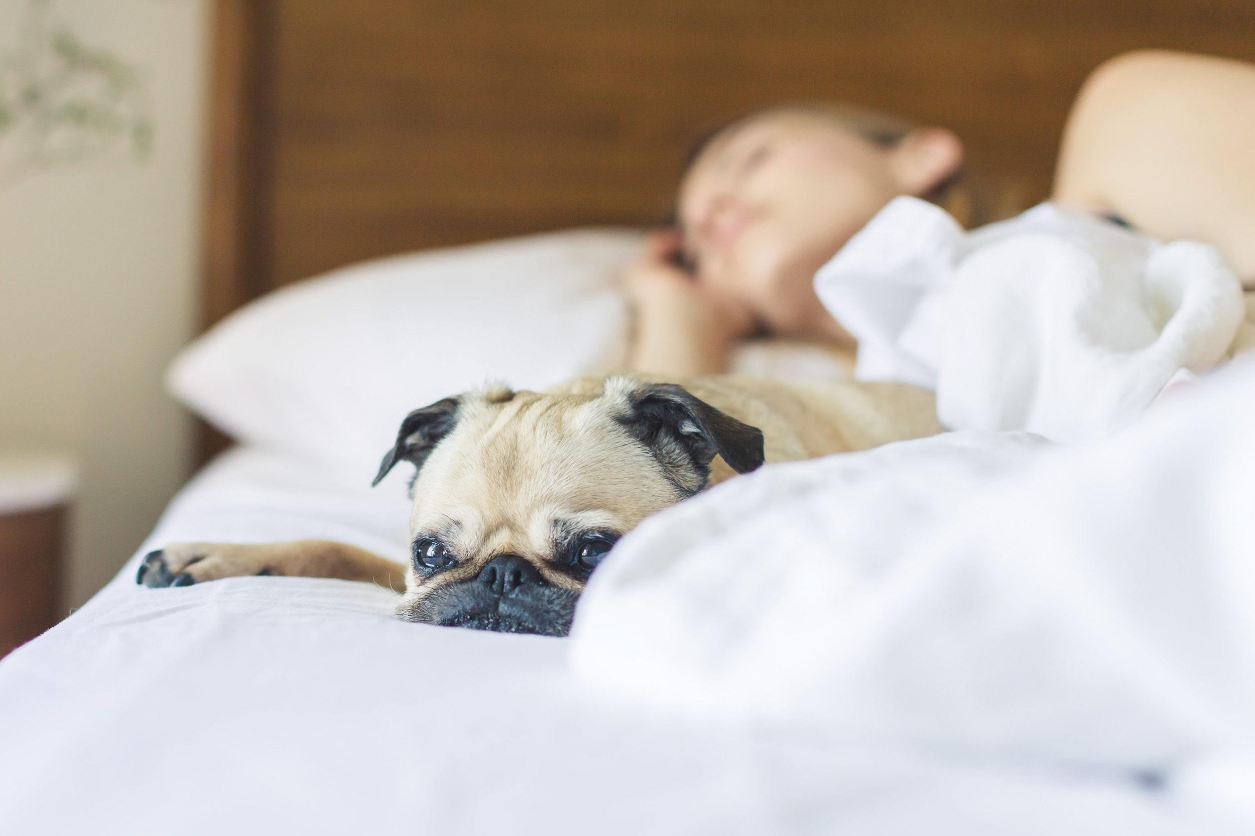 woman with obstructive sleep apnea and  snoring doesn't let dog sleep